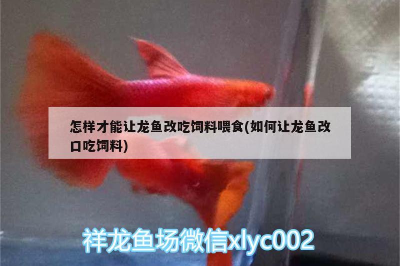 怎樣才能讓龍魚改吃飼料喂食(如何讓龍魚改口吃飼料) 非洲金鼓魚