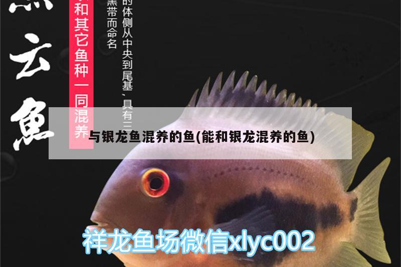 與銀龍魚混養(yǎng)的魚(能和銀龍混養(yǎng)的魚)