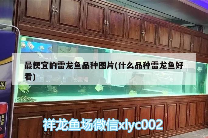 最便宜的雷龍魚品種圖片(什么品種雷龍魚好看) 紅魔王銀版魚