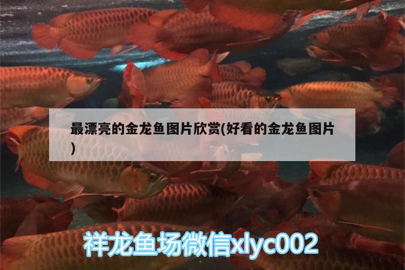 最漂亮的金龍魚圖片欣賞(好看的金龍魚圖片)