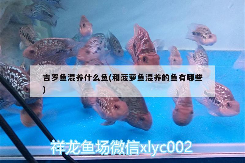 吉羅魚混養(yǎng)什么魚(和菠蘿魚混養(yǎng)的魚有哪些) 觀賞蝦蟹等飼料