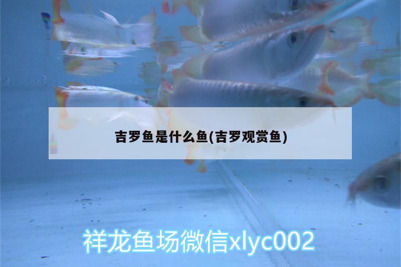 吉羅魚是什么魚(吉羅觀賞魚) 祥龍赫舞紅龍魚