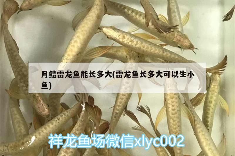 月鱧雷龍魚能長多大(雷龍魚長多大可以生小魚)