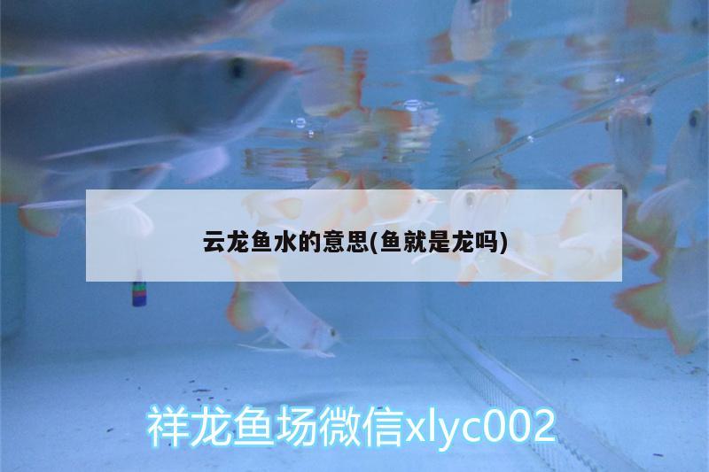 云龍魚(yú)水的意思(魚(yú)就是龍嗎) 鸚鵡魚(yú) 第2張