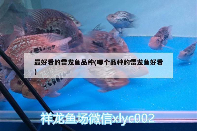 最好看的雷龍魚品種(哪個(gè)品種的雷龍魚好看)