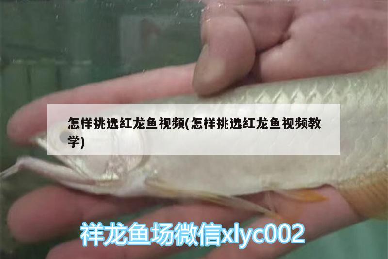 怎樣挑選紅龍魚視頻(怎樣挑選紅龍魚視頻教學(xué))