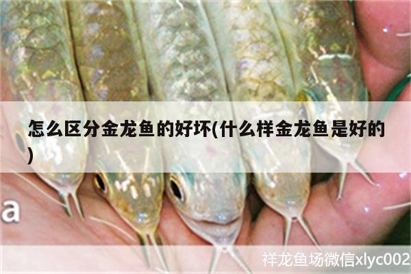 怎么區(qū)分金龍魚(yú)的好壞(什么樣金龍魚(yú)是好的) 虎魚(yú)百科