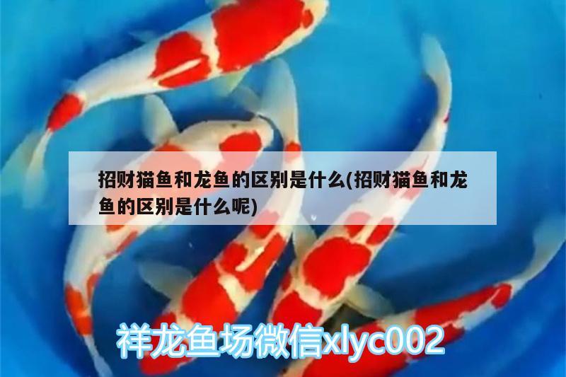 招財貓魚和龍魚的區(qū)別是什么(招財貓魚和龍魚的區(qū)別是什么呢) 大白鯊魚