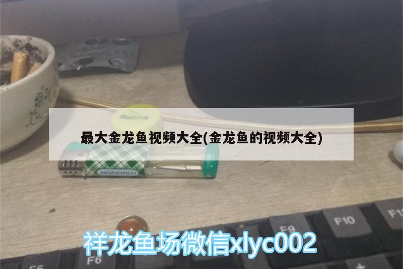 最大金龍魚視頻大全(金龍魚的視頻大全) 斑馬狗頭魚