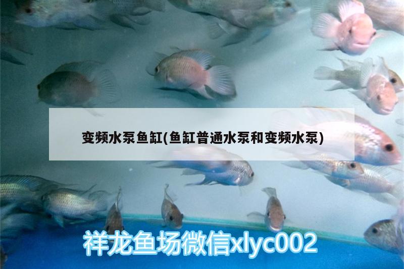 變頻水泵魚缸(魚缸普通水泵和變頻水泵)