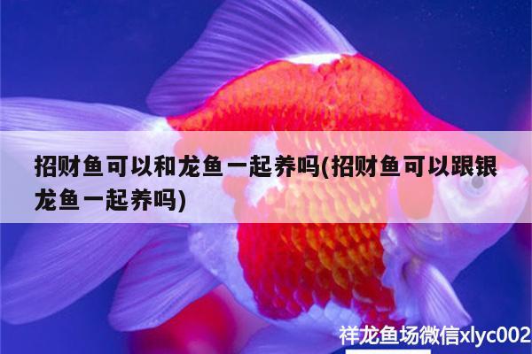 招財(cái)魚可以和龍魚一起養(yǎng)嗎(招財(cái)魚可以跟銀龍魚一起養(yǎng)嗎) 銀龍魚百科