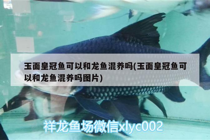 玉面皇冠魚(yú)可以和龍魚(yú)混養(yǎng)嗎(玉面皇冠魚(yú)可以和龍魚(yú)混養(yǎng)嗎圖片)