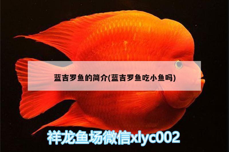 藍(lán)吉羅魚的簡(jiǎn)介(藍(lán)吉羅魚吃小魚嗎) 吉羅魚批發(fā)