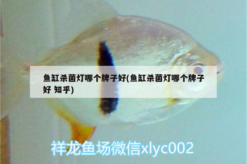 魚缸殺菌燈哪個牌子好(魚缸殺菌燈哪個牌子好知乎)