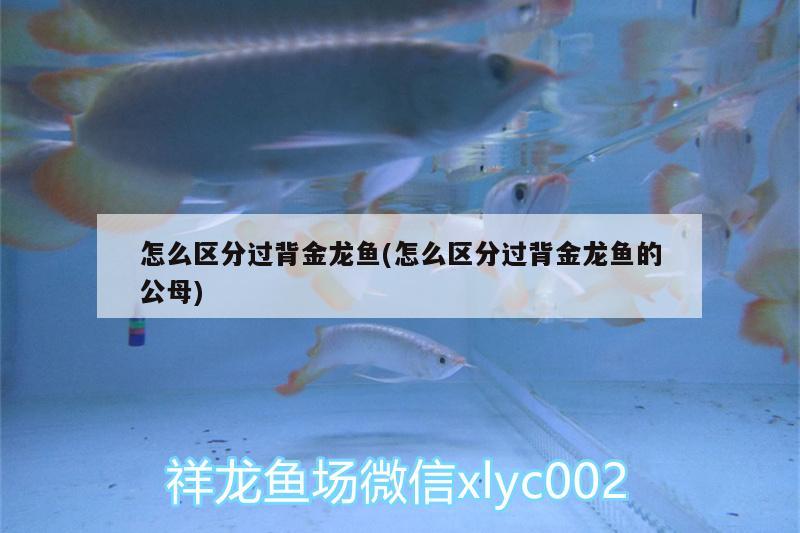 怎么區(qū)分過背金龍魚(怎么區(qū)分過背金龍魚的公母) 過背金龍魚