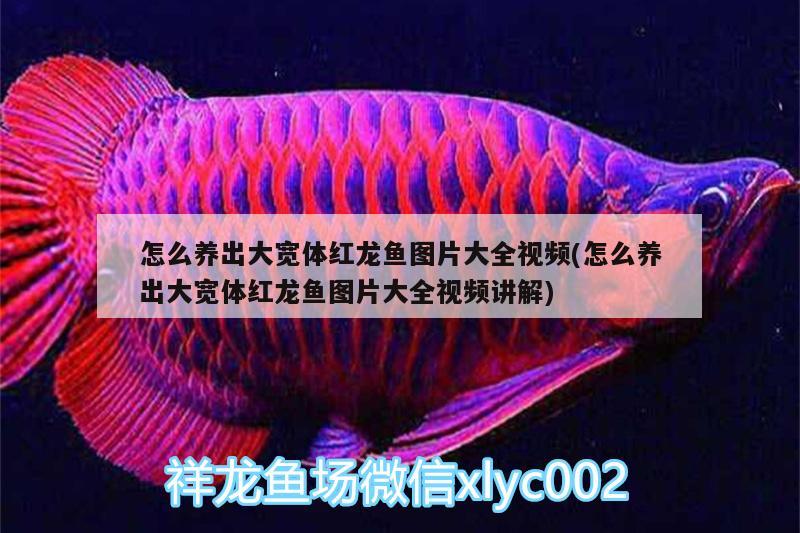 怎么養(yǎng)出大寬體紅龍魚圖片大全視頻(怎么養(yǎng)出大寬體紅龍魚圖片大全視頻講解)