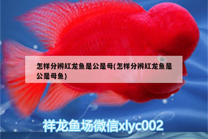 怎樣分辨紅龍魚是公是母(怎樣分辨紅龍魚是公是母魚)