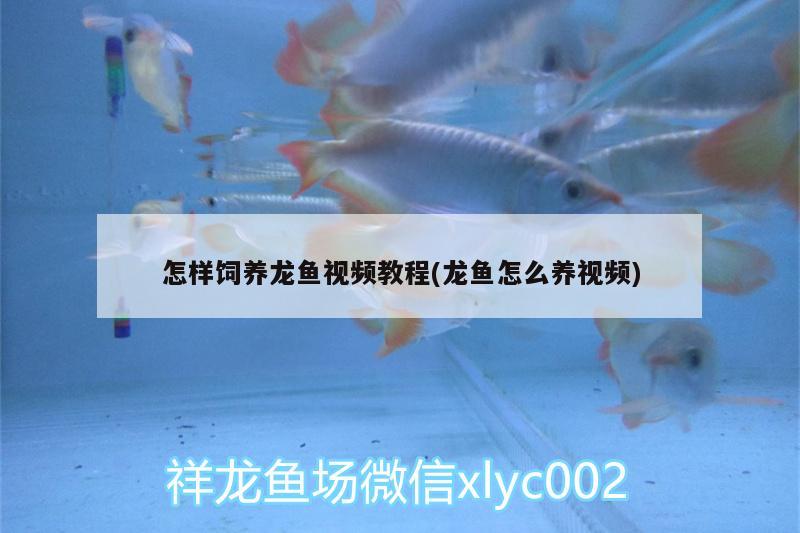 怎樣飼養(yǎng)龍魚視頻教程(龍魚怎么養(yǎng)視頻)