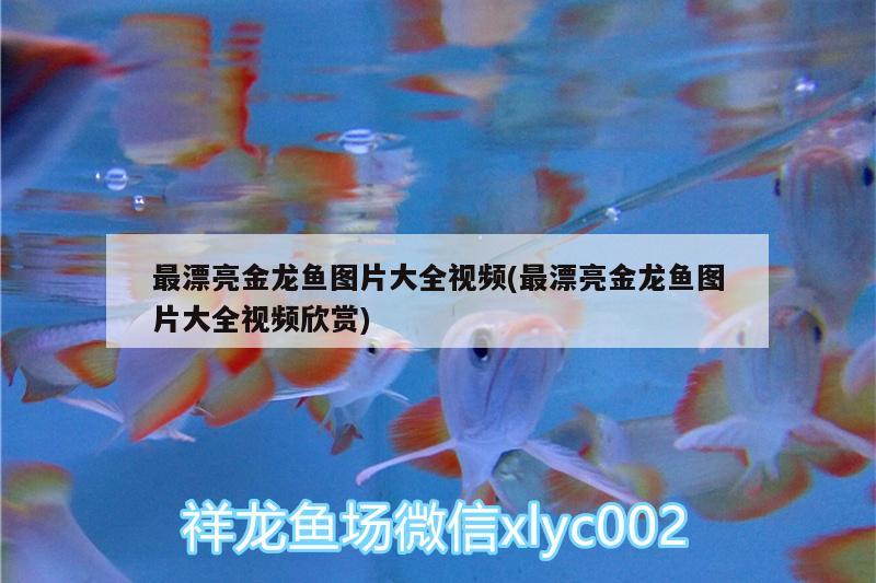 最漂亮金龍魚圖片大全視頻(最漂亮金龍魚圖片大全視頻欣賞) 觀賞魚飼料