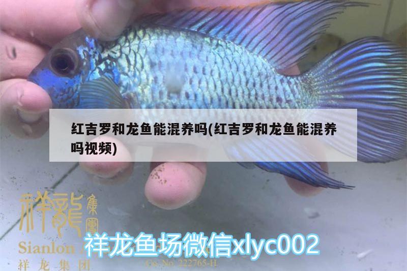 紅吉羅和龍魚能混養(yǎng)嗎(紅吉羅和龍魚能混養(yǎng)嗎視頻) 斑馬鴨嘴魚