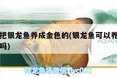 怎么把銀龍魚養(yǎng)成金色的(銀龍魚可以養(yǎng)成金龍魚嗎)