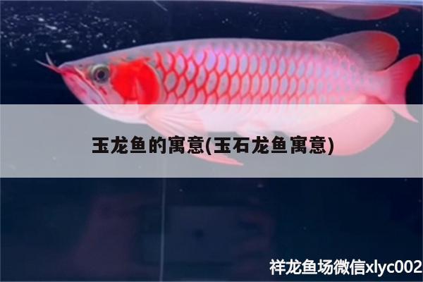 玉龍魚的寓意(玉石龍魚寓意) 白寫錦鯉魚