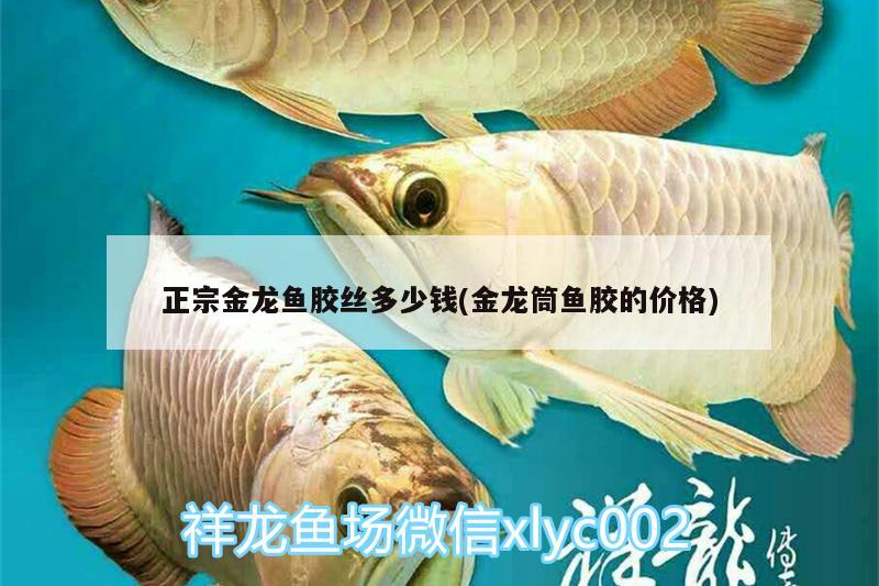 正宗金龍魚膠絲多少錢(金龍筒魚膠的價(jià)格)