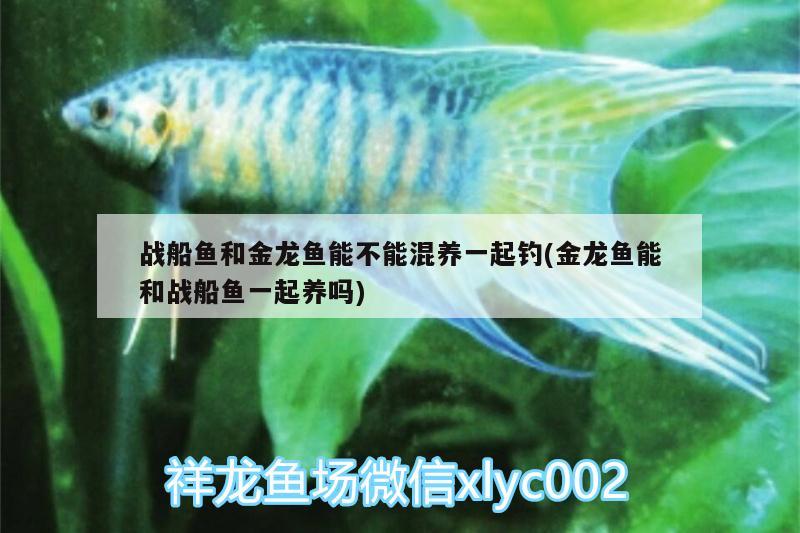 戰(zhàn)船魚(yú)和金龍魚(yú)能不能混養(yǎng)一起釣(金龍魚(yú)能和戰(zhàn)船魚(yú)一起養(yǎng)嗎)