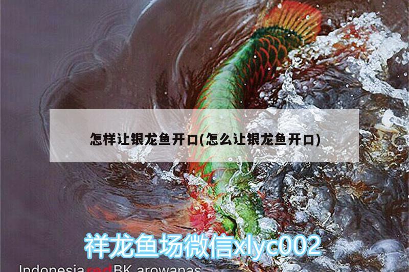 怎樣讓銀龍魚開口(怎么讓銀龍魚開口)