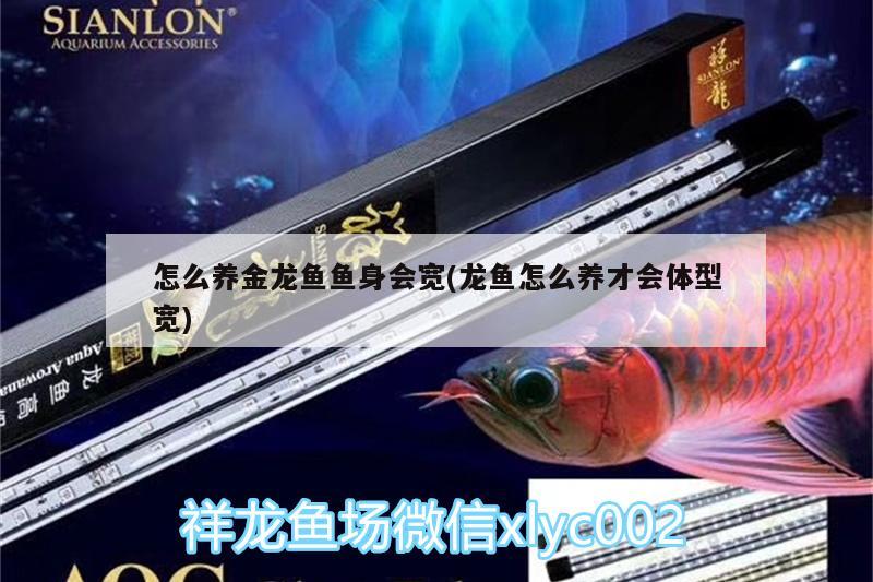 怎么養(yǎng)金龍魚魚身會寬(龍魚怎么養(yǎng)才會體型寬) 飛鳳魚