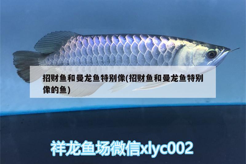 招財(cái)魚(yú)和曼龍魚(yú)特別像(招財(cái)魚(yú)和曼龍魚(yú)特別像的魚(yú))