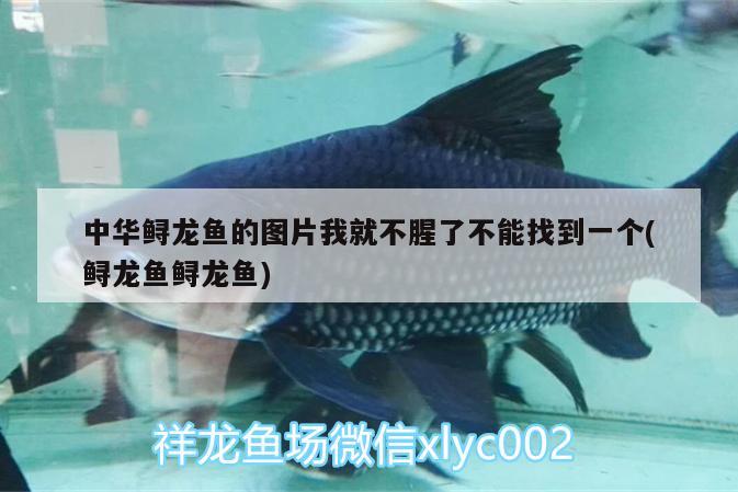 中華鱘龍魚的圖片我就不腥了不能找到一個(鱘龍魚鱘龍魚)