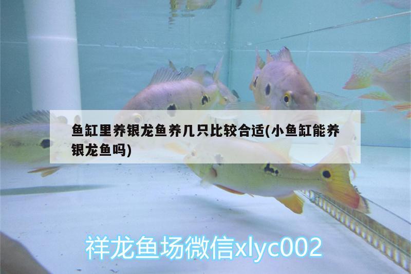 魚缸里養(yǎng)銀龍魚養(yǎng)幾只比較合適(小魚缸能養(yǎng)銀龍魚嗎) 銀龍魚百科