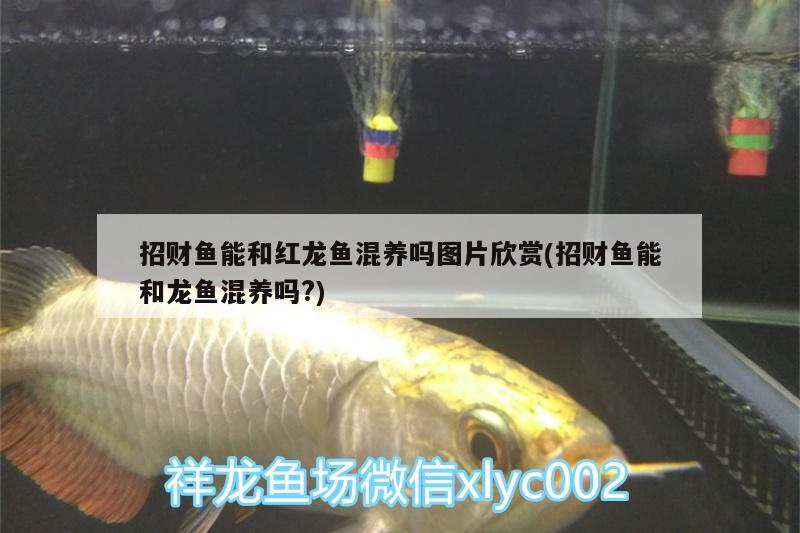 招財(cái)魚能和紅龍魚混養(yǎng)嗎圖片欣賞(招財(cái)魚能和龍魚混養(yǎng)嗎?) 白子銀龍魚苗