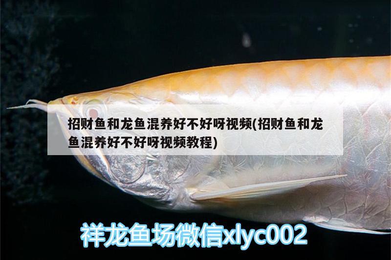 招財魚和龍魚混養(yǎng)好不好呀視頻(招財魚和龍魚混養(yǎng)好不好呀視頻教程)