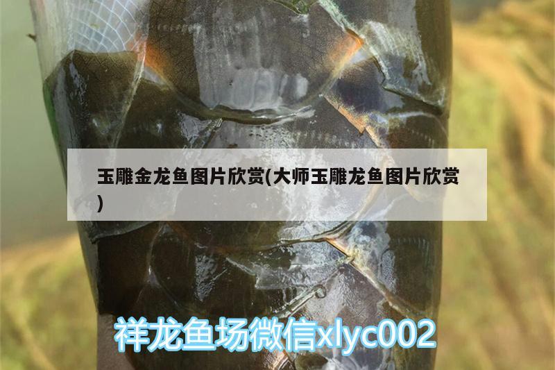 玉雕金龍魚圖片欣賞(大師玉雕龍魚圖片欣賞)