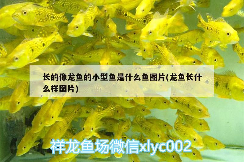 長(zhǎng)的像龍魚(yú)的小型魚(yú)是什么魚(yú)圖片(龍魚(yú)長(zhǎng)什么樣圖片) 祥龍赫舞紅龍魚(yú)