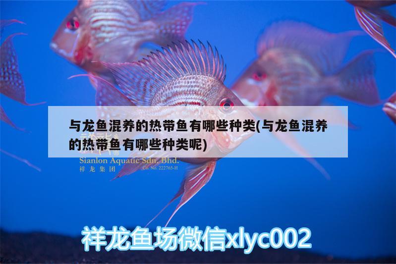 與龍魚混養(yǎng)的熱帶魚有哪些種類(與龍魚混養(yǎng)的熱帶魚有哪些種類呢)