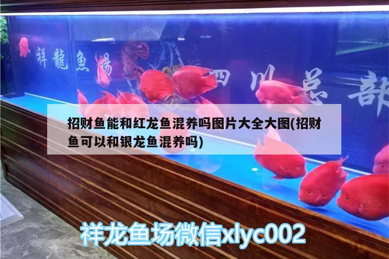 招財(cái)魚能和紅龍魚混養(yǎng)嗎圖片大全大圖(招財(cái)魚可以和銀龍魚混養(yǎng)嗎)