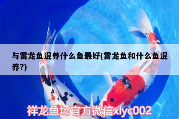 與雷龍魚混養(yǎng)什么魚最好(雷龍魚和什么魚混養(yǎng)?)