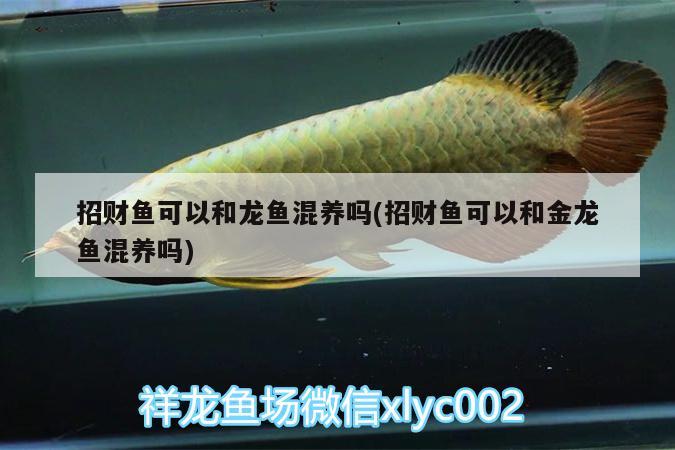 招財(cái)魚可以和龍魚混養(yǎng)嗎(招財(cái)魚可以和金龍魚混養(yǎng)嗎)