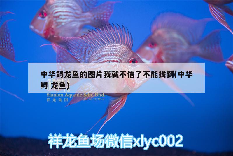 中華鱘龍魚的圖片我就不信了不能找到(中華鱘龍魚)