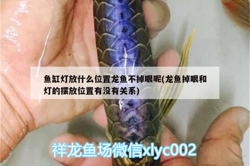 魚缸燈放什么位置龍魚不掉眼呢(龍魚掉眼和燈的擺放位置有沒有關系) 黃吉金龍（白子金龍魚）