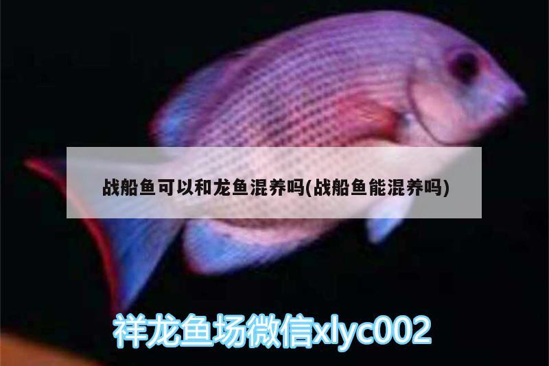 戰(zhàn)船魚(yú)可以和龍魚(yú)混養(yǎng)嗎(戰(zhàn)船魚(yú)能混養(yǎng)嗎) 觀賞魚(yú)水族批發(fā)市場(chǎng)