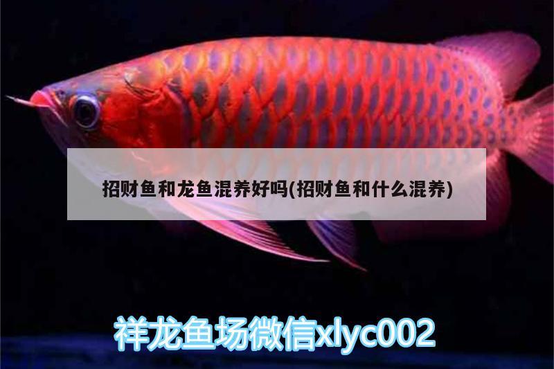 招財(cái)魚和龍魚混養(yǎng)好嗎(招財(cái)魚和什么混養(yǎng))