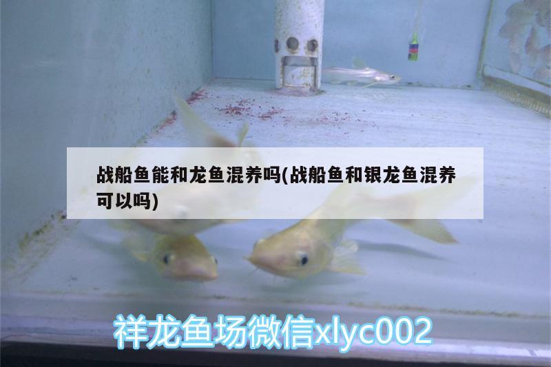 戰(zhàn)船魚能和龍魚混養(yǎng)嗎(戰(zhàn)船魚和銀龍魚混養(yǎng)可以嗎) 銀龍魚百科