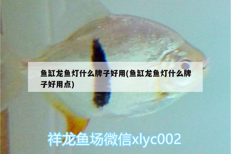 魚缸龍魚燈什么牌子好用(魚缸龍魚燈什么牌子好用點(diǎn)) 金龍魚糧