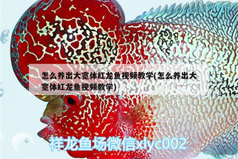 怎么養(yǎng)出大寬體紅龍魚(yú)視頻教學(xué)(怎么養(yǎng)出大寬體紅龍魚(yú)視頻教學(xué)) 巴西亞魚(yú)