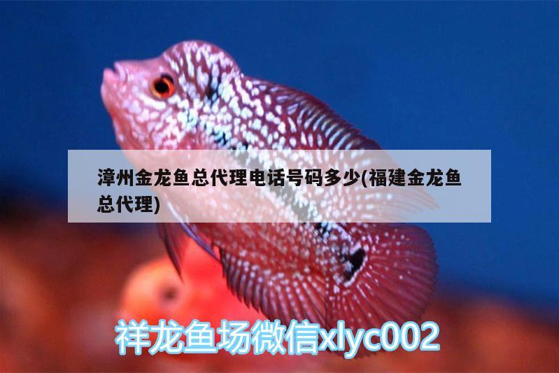 漳州金龍魚總代理電話號碼多少(福建金龍魚總代理) 龍魚批發(fā)