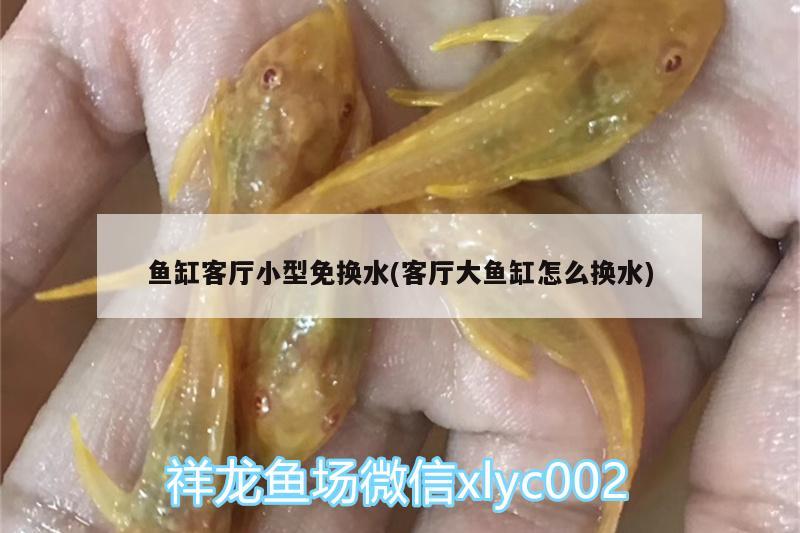 魚缸客廳小型免換水(客廳大魚缸怎么換水)